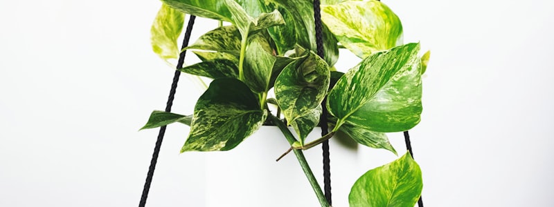 2026世界杯联合主办国美国、加拿大和墨西哥的体育场鸟瞰图